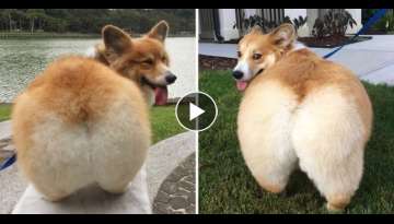 25 Gorgeous Photos Of Corgi Butts That Will Drive You Completely Nuts